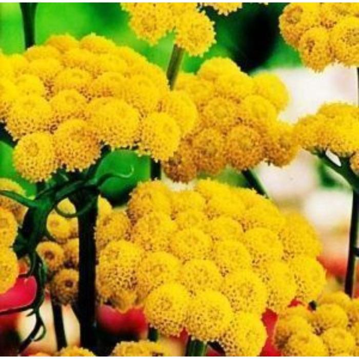 Семена  Лонас Инодора 1 кг