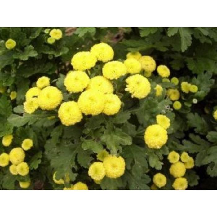 Семена  Матрикария Золотой Шар 1 кг