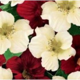 

Семена Настурция День и Ночь 1 кг