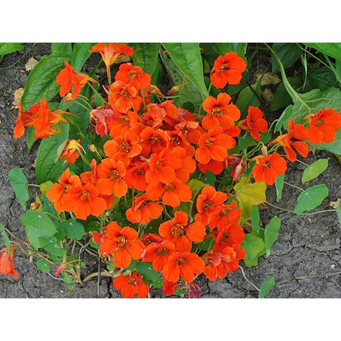 Настурция король теодор фото Настурция король теодор фото