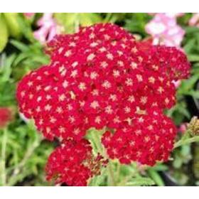 

Семена Тысячелистник Красный бархат 1 кг