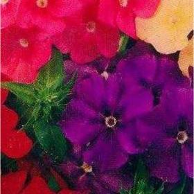 

Семена Флокс Драгоценность 1 кг