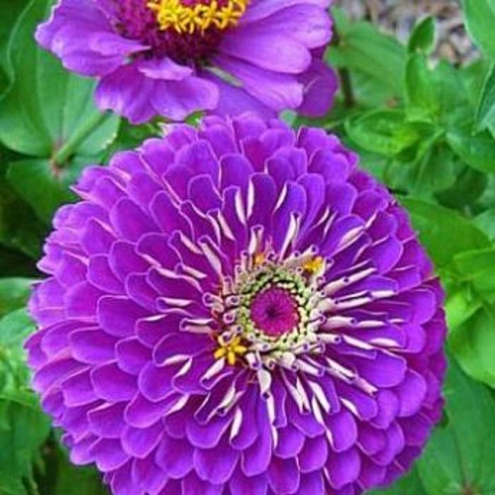 Семена  Циния Фиолетовая Королева 1 кг
