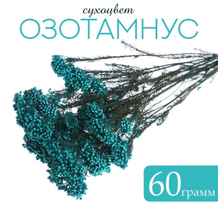  Сухоцвет «Озотамнус» 60 г, цвет бирюзовый