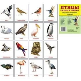 

Набор карточек. Птицы разных широт,16 шт
