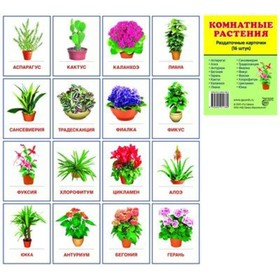 

Набор карточек. Комнатные растения /63х87 16 шт
