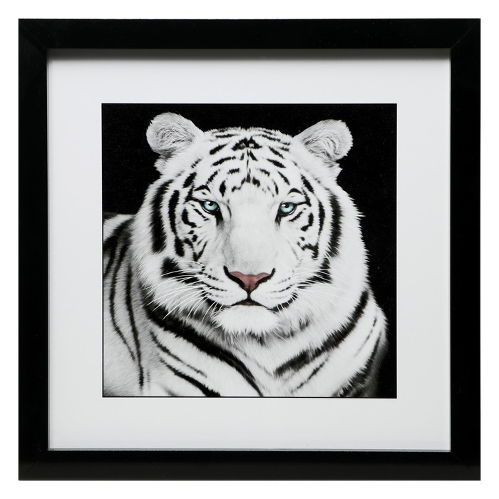 Картина Белый тигр 35х35(39х39) см тигр 35х35 см оранжевый голубой