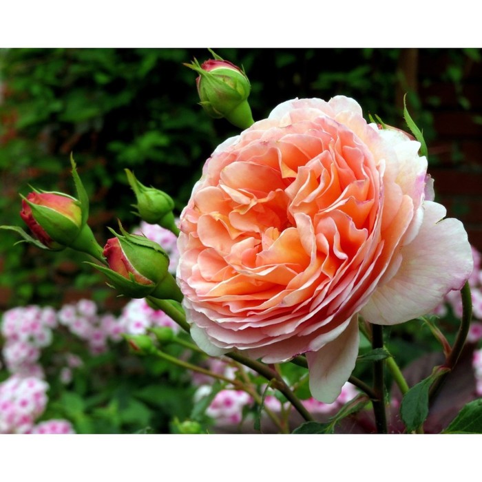 

Саженец розы "Абрахам дерби" 1 шт