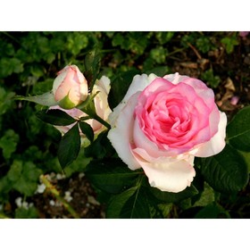 Саженец розы "Дольчевита" 1 шт от Сима-ленд