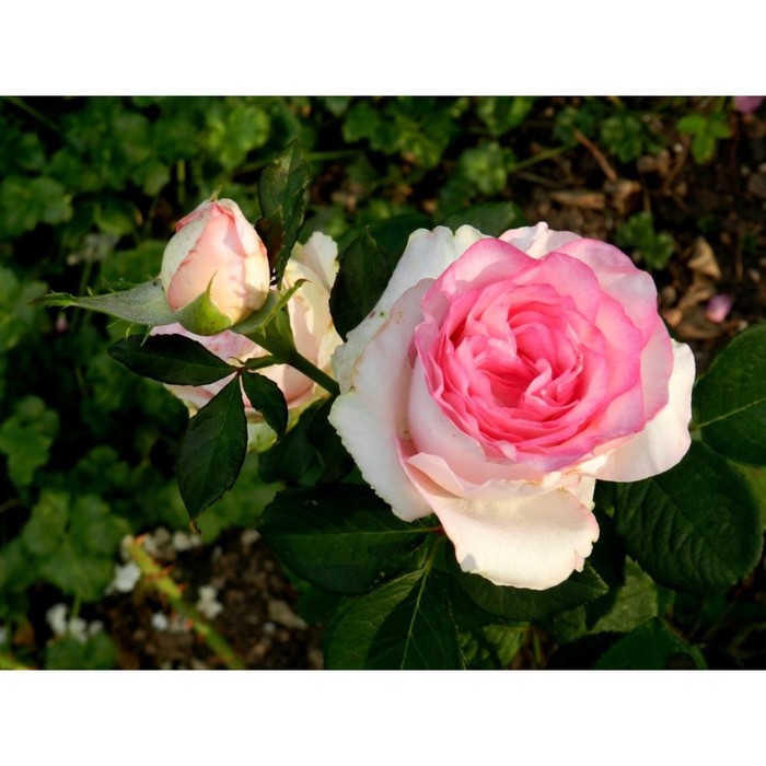 

Саженец розы "Дольчевита" 1 шт