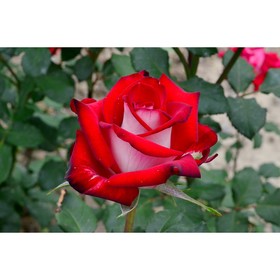 Саженец розы "Осирия" 1 шт от Сима-ленд