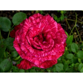 Саженец розы "Ред интуишн" 1 шт от Сима-ленд