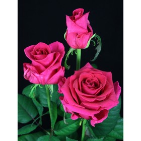 Саженец розы "Розберри" 1 шт от Сима-ленд