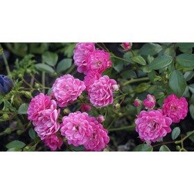 Саженец розы "Сиреневый дождь" 1 шт от Сима-ленд