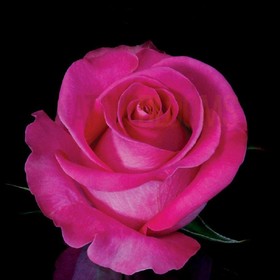 Саженец розы "Топаз" 1 шт от Сима-ленд