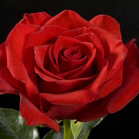 Саженец розы "Фридом" 1 шт от Сима-ленд