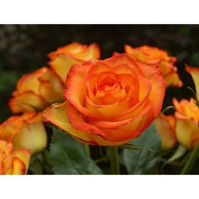 Саженец розы "Хай меджик" 1 шт от Сима-ленд