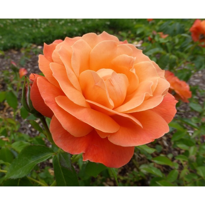 Саженец розы Лиссабон, 1 шт, Весна 2024 саженец розы эссель де ла мари весна 2023 1 шт