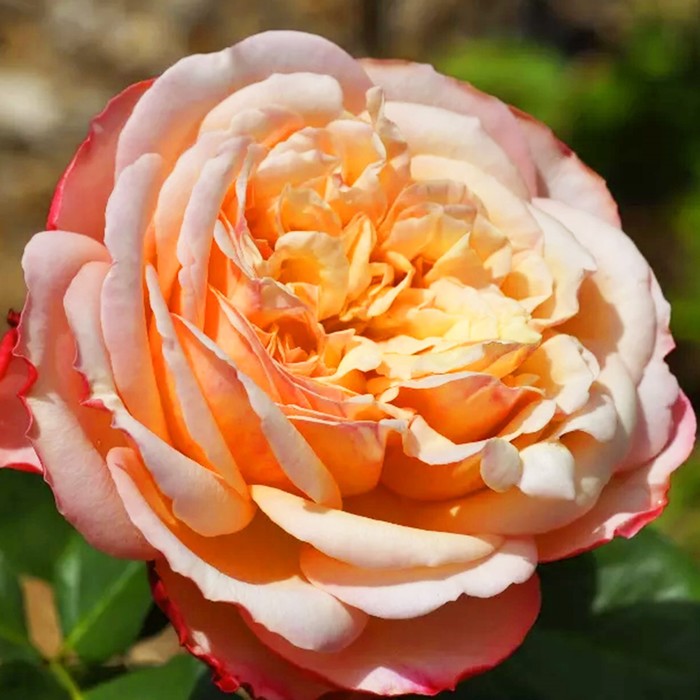 

Саженец розы "Амальтея" серия ПРЕМИУМ, 1 шт Весна 2022