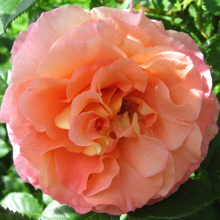 Роза Августа Луиза, Весна 2024, 1 шт. роза кустовая августа луиза 1 шт