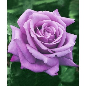 Саженец розы "Арфа", 1 шт, Весна 2022 от Сима-ленд