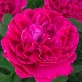 Саженец розы "Корвус", 1 шт, Весна 2022 от Сима-ленд