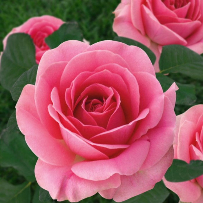 роза голден шоверс 1 шт весна 2024 Роза Грация, Весна 2024, 1 шт.
