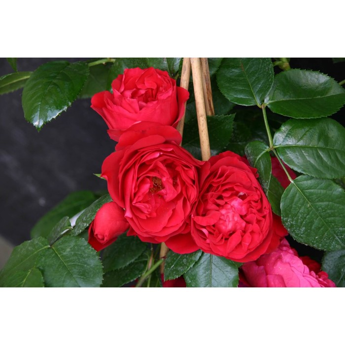 роза августа луиза весна 2024 1 шт Роза Флорентина, Весна 2024, 1 шт.