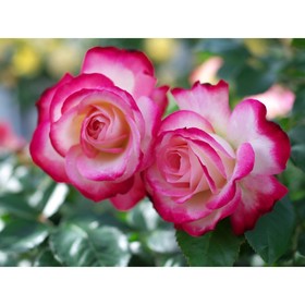 Саженец розы "Хай Канди", 1 шт, Весна 2022 от Сима-ленд
