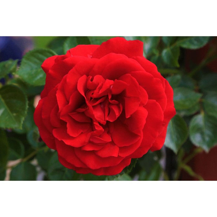 Саженец розы Якудза, 1 шт, Весна 2024 саженец розы спрей лувиана мини роза 1 шт весна 2023