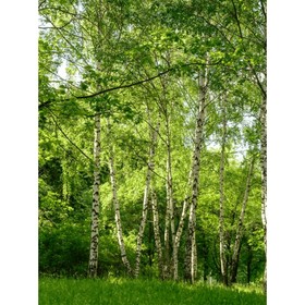 

Фотообои В-023 Bellissimo "Березовая роща", 140*200 см