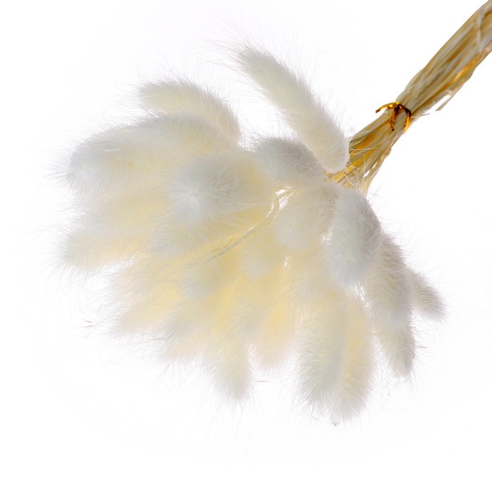 Сухие цветы лагуруса, набор 30 шт, цвет белый