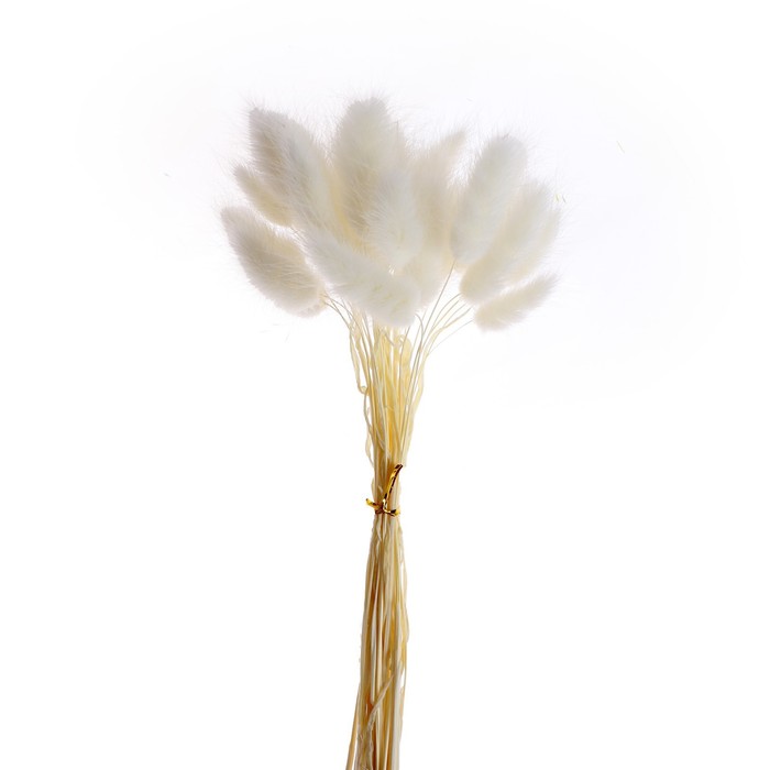 Сухие цветы лагуруса, набор 30 шт, цвет белый