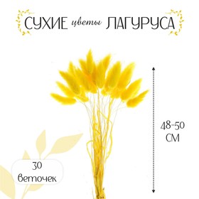Сухие цветы лагуруса, набор 30 шт., цвет жёлтый