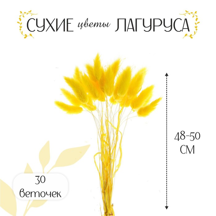 

Сухие цветы лагуруса, набор 30 шт., цвет жёлтый