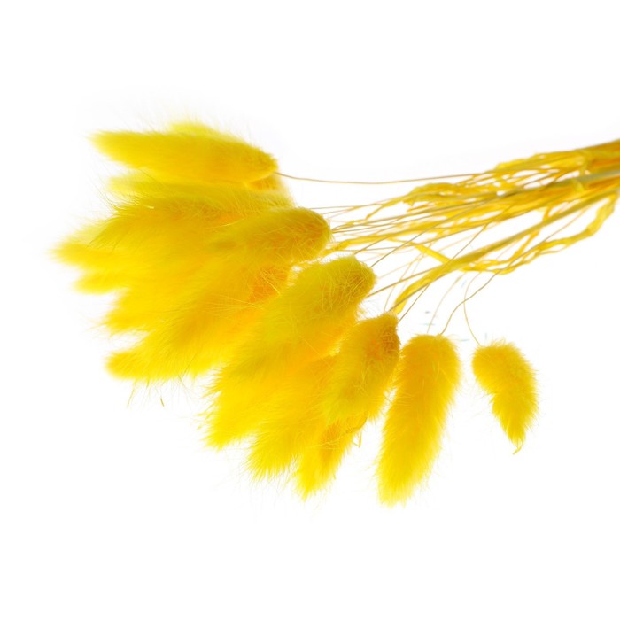 Сухие цветы лагуруса, набор 30 шт, цвет желтый