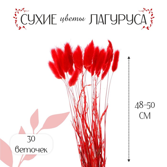 Сухие цветы лагуруса, набор 30 шт, цвет красный