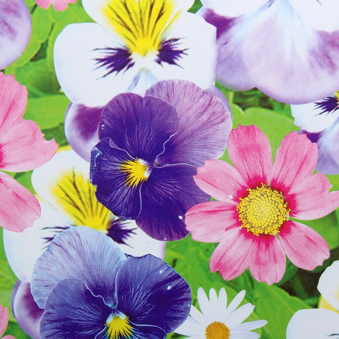 Бумага упаковочная "Анютины глазки", 52 х 76 см