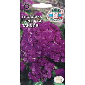 Семена цветов цветок Гвоздика Таисия (турецкая, темно-фиолетово-пурпурная) . Евро, 0,3 г