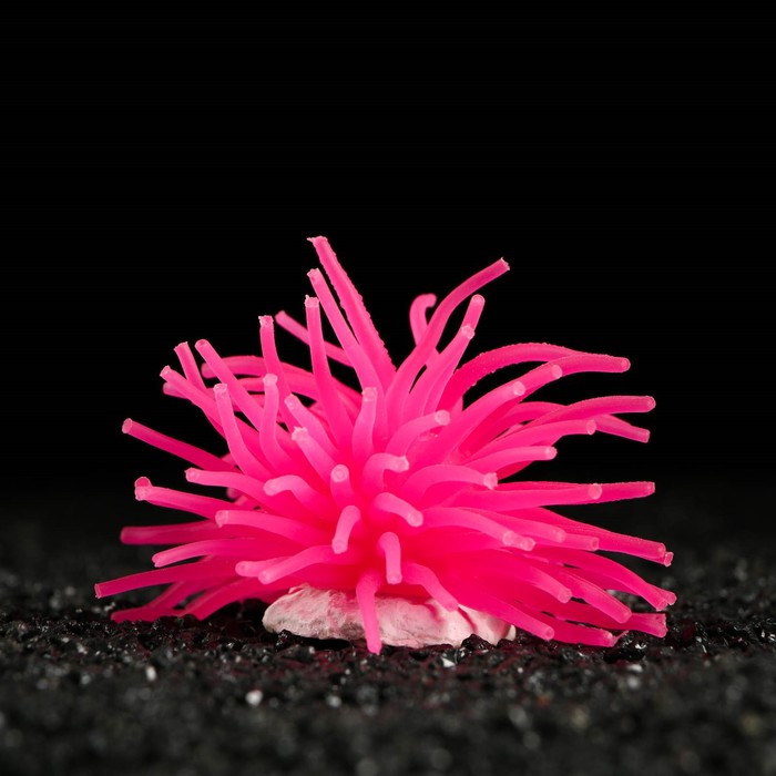 цена Декоративный анемон для аквариума, 8 х 5 см, розовый