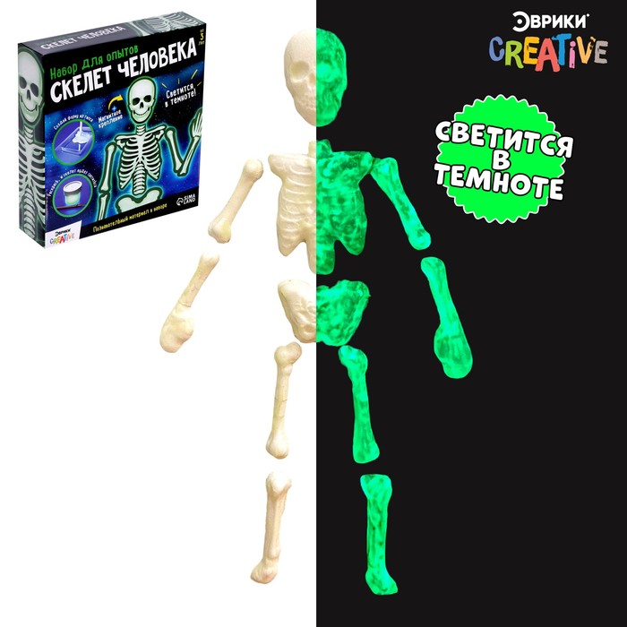 Набор для опытов «Скелет человека» скелет и мускулы человека