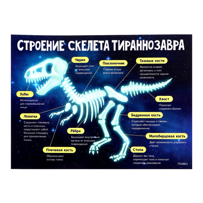 ЭВРИКИ Набор для опытов Эпоха динозавров , скелет тераннозавра
