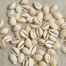 

Набор ракушек Олива, 100 г, белая