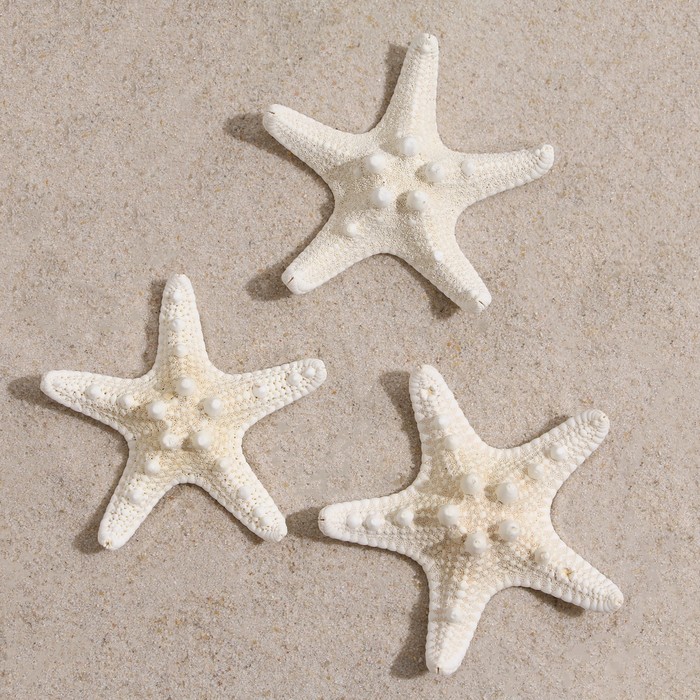 фото Набор из 3 морских звезд, размер каждой 5-10 см, белые пижон аква