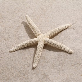 Морская звезда декоративная, 10-16 см Ош