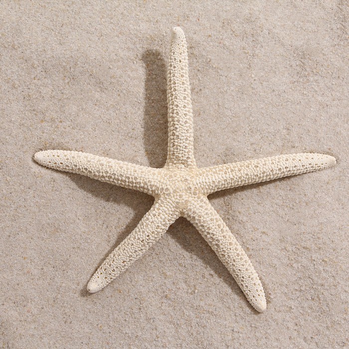 фото Морская звезда декоративная, 10-16 см пижон аква