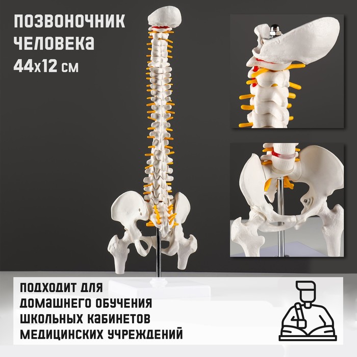 Макет Позвоночник человека 44*12см