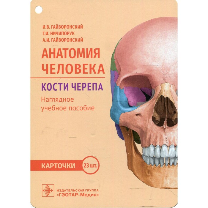 Анатомия человека. Кости черепа. Гайворонский И.В.