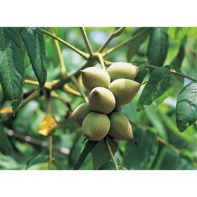 

Саженец Орех маньчжурский, C3 горшок, высота, 30-40 см