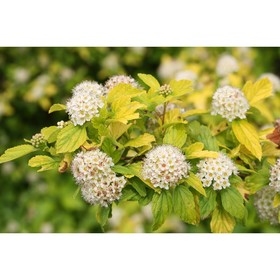 

Саженец Пузыреплодник калинолистный, горшок р9, высота 20-40 см